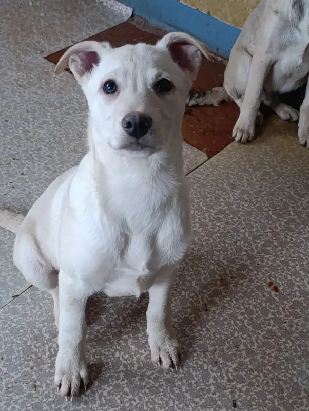 Щенки - Вся Беларусь - 239175 - Доска объявлений Kupika.by - Фото 4