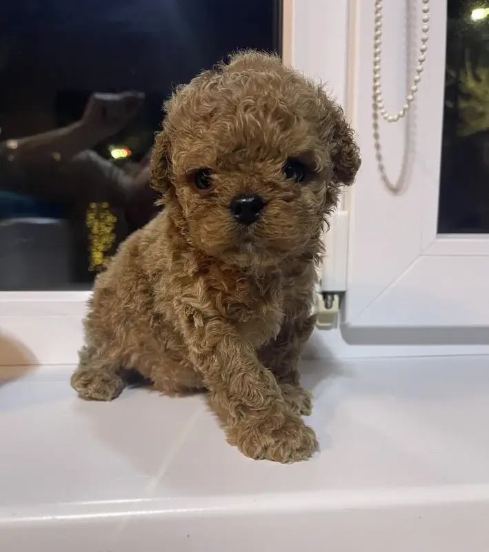 Щенки  Пушон мальтипу кавапу Помапу Йорк бивер доставка