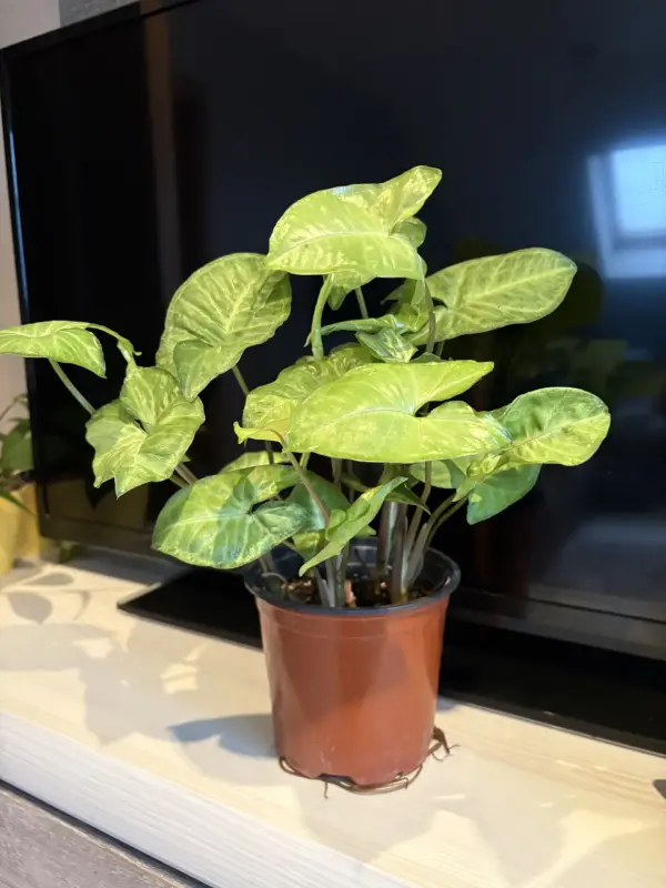 Комнатные цветы - Вся Беларусь - 240628 - Доска объявлений Kupika.by - Фото 2