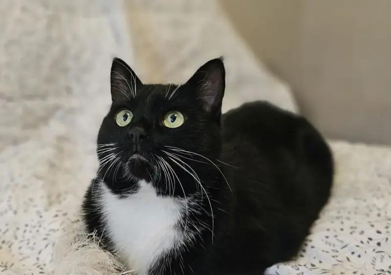 Кошки - Очаровательная кошка Соня в дар - Вся Беларусь - Фото 2 Очаровательная кошка Соня в дар - Вся Беларусь - 239907 - Доска объявлений Kupika.by - Фото 2