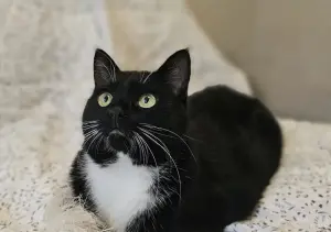 Очаровательная кошка Соня в дар