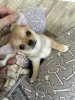 Чихуахуа щенки - Вся Беларусь - 240277 - Доска объявлений Kupika.by - Фото 5