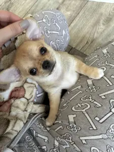 Чихуахуа щенки