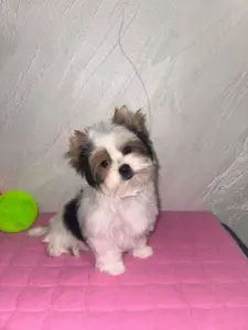 Щенок Бивера