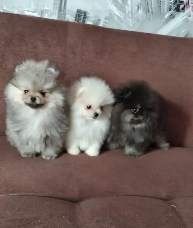 Померанский шпиц мини, щенки разных окрасов