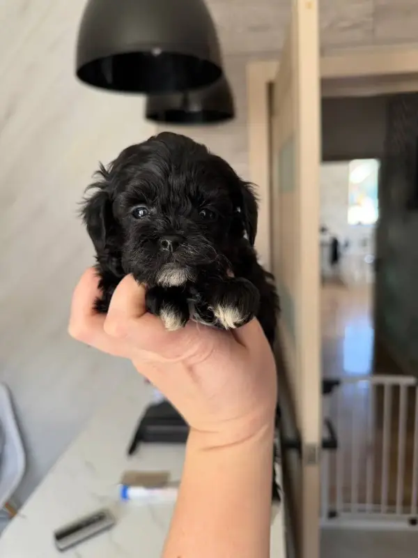 Девочка и мальчик Пушон мальтипу есть другие окрасы доставка рб