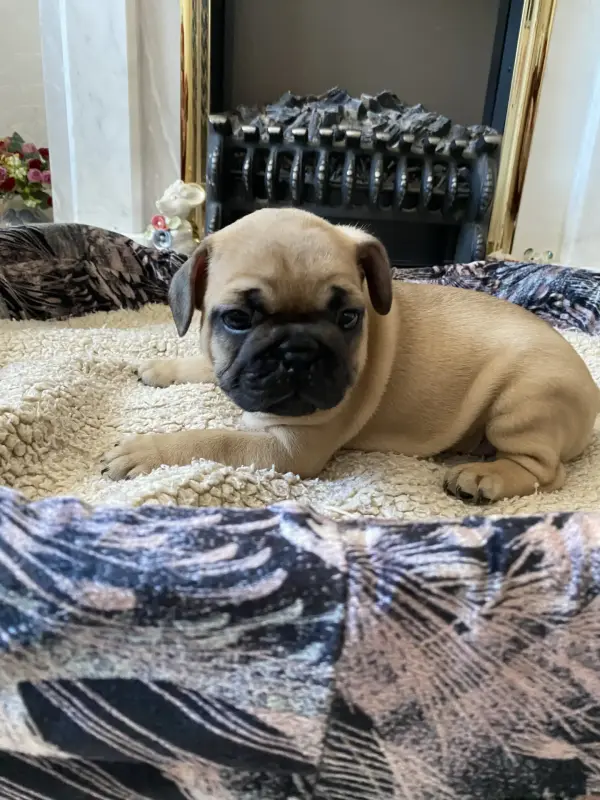 Собаки - Щенок щенки Французский бульдог - Вся Беларусь - Фото 8 Щенок щенки Французский бульдог - Вся Беларусь - 240842 - Доска объявлений Kupika.by - Фото 8