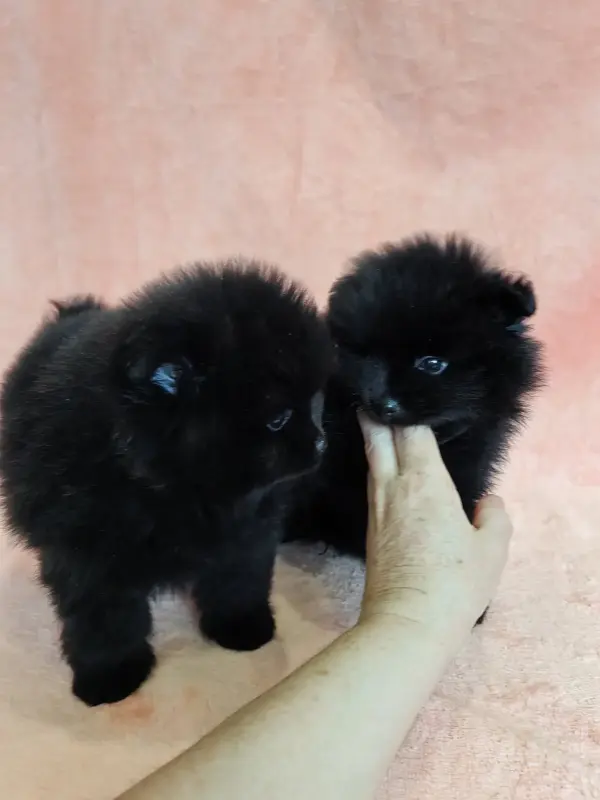 Собаки - Мальчик померанского шпица - Вся Беларусь - Фото 3 Мальчик померанского шпица - Вся Беларусь - 241939 - Доска объявлений Kupika.by - Фото 3
