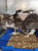 Кошка Маша! Ищет дом! Срочно! - Новоельня - 240439 - Доска объявлений Kupika.by - Фото 2