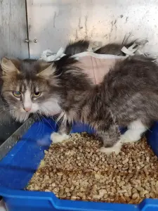 Кошка Маша! Ищет дом! Срочно!