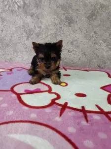 Щенки йоркшерского терьера