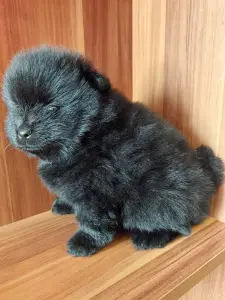 Мальчик померанского шпица