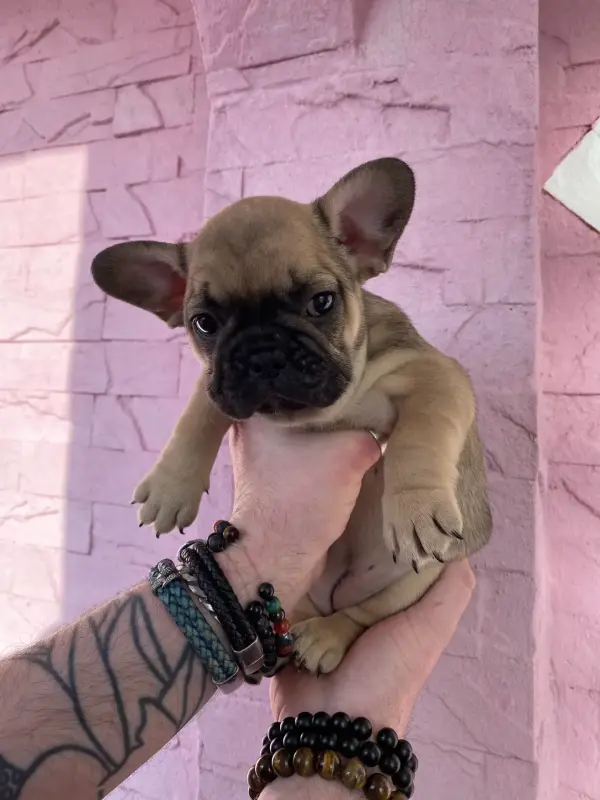 Срочно! Щенки французского бульдога - Вся Беларусь - 240832 - Доска объявлений Kupika.by - Фото 5