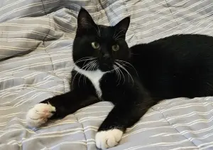 Очаровательная кошка Соня в дар