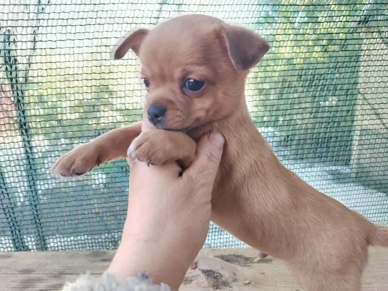 Чихуахуа детишки веселые мальчишки - Вся Беларусь - 239822 - Доска объявлений Kupika.by - Фото 7