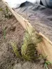 Кипарис 10-12 см ростки саженцы рассада - Вся Беларусь - 241225 - Доска объявлений Kupika.by - Фото 3