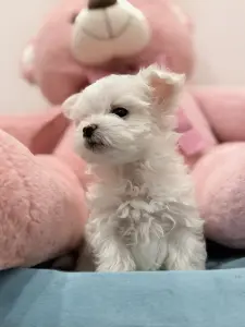 Щенки мальтийской болонки