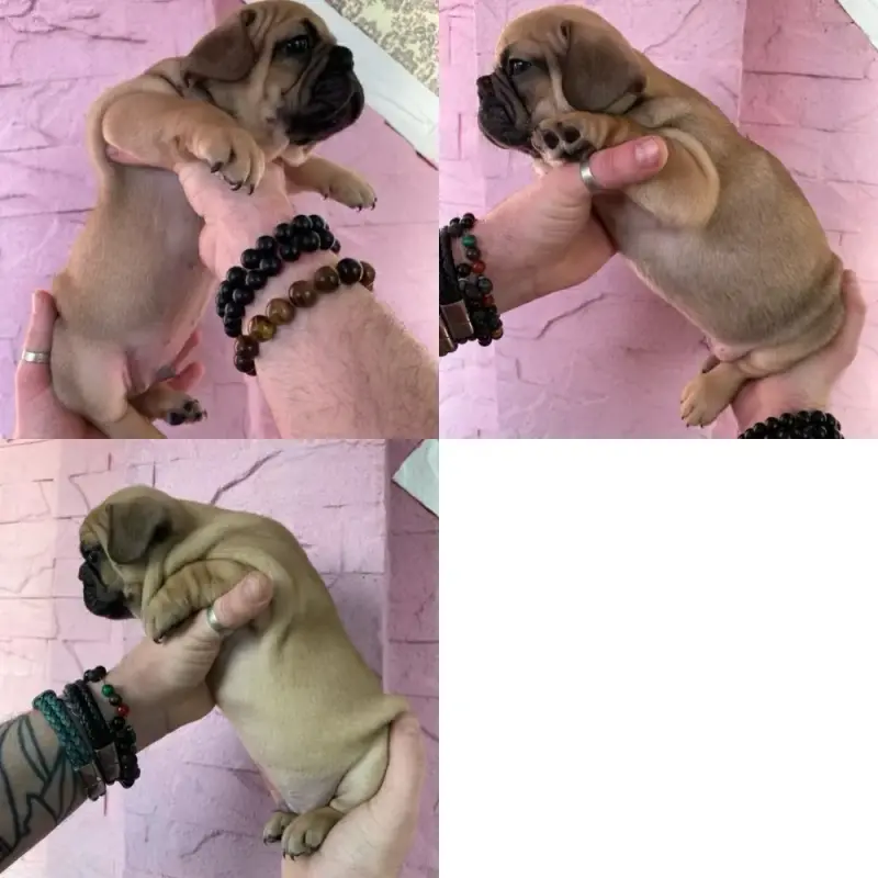 Срочно! Щенки французского бульдога - Вся Беларусь - 240832 - Доска объявлений Kupika.by - Фото 4