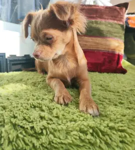 СУПЕР-ПАРЕНЬ ЧИХУАХУА