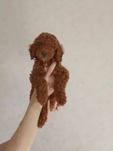 Щенки той-пуделя