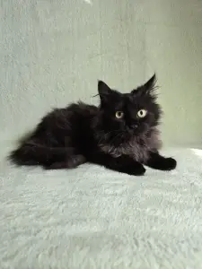 Котенок Люсьег в добрые