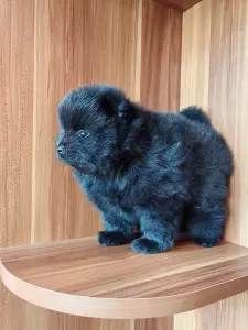 Мальчик померанский шпиц