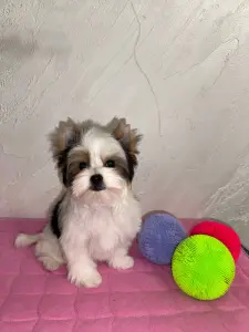 Щенок Бивера