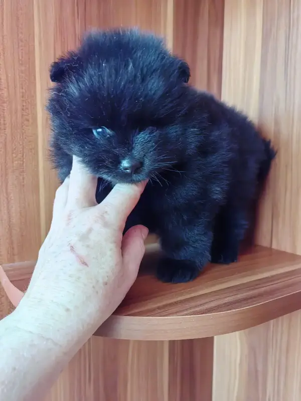 Мальчик чёрного померанского шпица