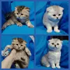 Шотландские котята. - Вся Беларусь - 239763 - Доска объявлений Kupika.by