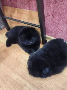 Мальчики померанского шпица