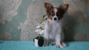 Щенки папильона