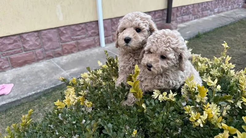 Собаки - Той-пудель - Вся Беларусь - Фото 3 Той-пудель - Вся Беларусь - 240782 - Доска объявлений Kupika.by - Фото 3