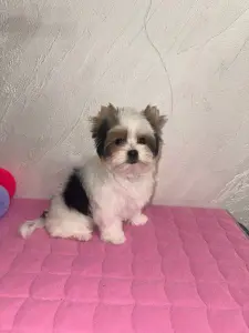 Щенок Бивера