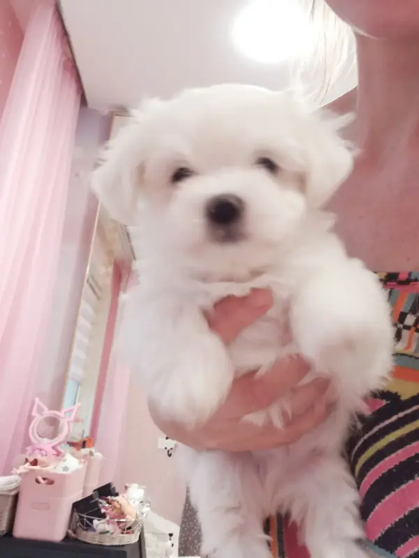 Щенки Мальтезе