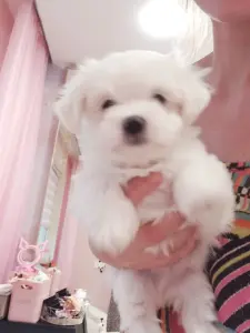 Щенки Мальтезе