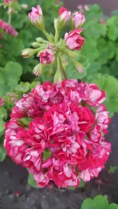 Герань розебудная,- молодой кустик