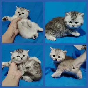 Шотландские котята.