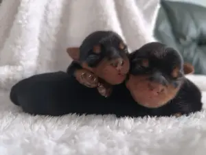 Йоркширский терьер, щенки