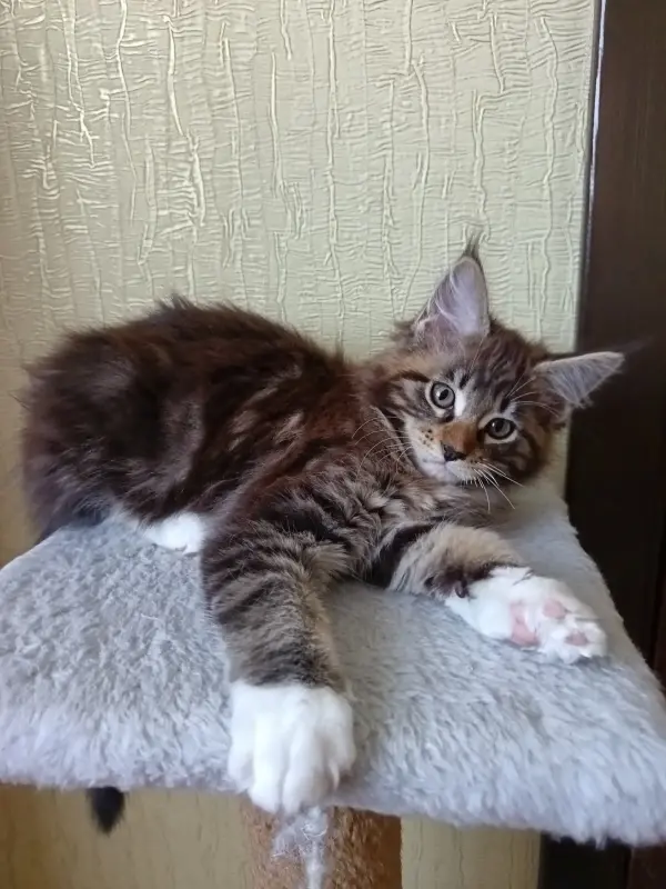 Животные - Вся Беларусь - 239936 - Доска объявлений Kupika.by - Фото 7