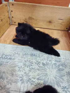 Мальчик померанского шпица