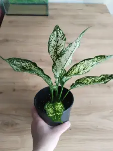 Аглаонема Вайт Киви