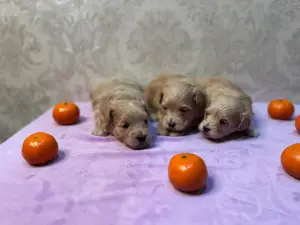 Щенки маоьтипу мальчики и девовки разые окрсы доставка по рб