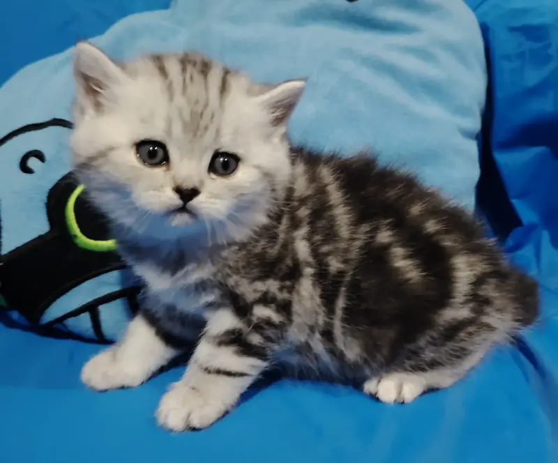 Котята мраморята.