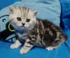 Котята мраморята. - Вся Беларусь - 240463 - Доска объявлений Kupika.by