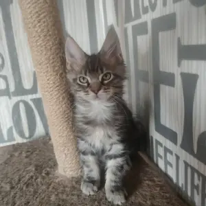 Кошечки Мейн-Кун