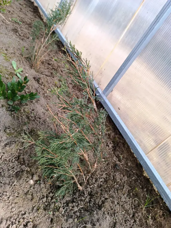 Можжевельник 10-12 см ростки саженцы рассада - Вся Беларусь - 241421 - Доска объявлений Kupika.by - Фото 4