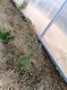 Можжевельник 10-12 см ростки саженцы рассада - Вся Беларусь - 241421 - Доска объявлений Kupika.by - Фото 4