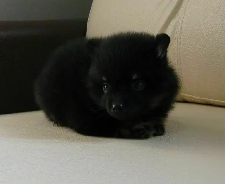 Собаки - Щенки померанского шпица, редкий Чёрный окрас. - Вся Беларусь - Фото 2 Щенки померанского шпица, редкий Чёрный окрас. - Вся Беларусь - 240075 - Доска объявлений Kupika.by - Фото 2