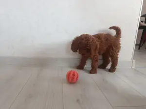 Щенок той-пуделя, девочка