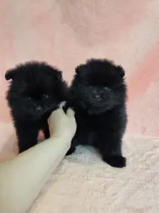 Мальчик померанского шпица